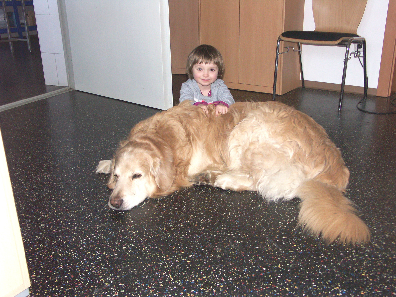 brauner Hund liegt am Boden